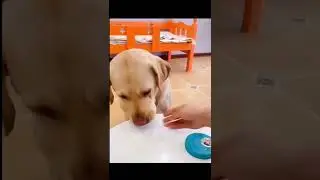 evvaraa nuvvu.....😂😜intha talented gaa vunnav...💓🐕🍯 