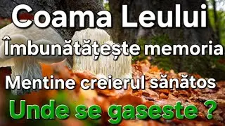 Coama Leului - Ciuperca ce trateaza creierul /Regeneraza celulele/ Unde se găsește/ Cum se prepara?