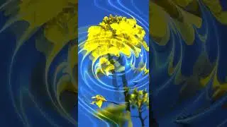 Blooming rapeseed. May