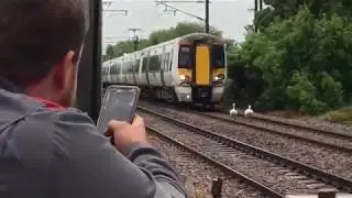 Cygnet Failure - swans delay train
