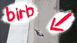 birb