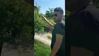 Federico Tiberi describing the Vineyard layout