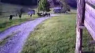 Neighborhood Cow Gang