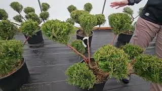Juniperus chinensis Angelica Blue  Sea Green Pom Pom