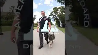 Become a Certified Dog Trainer Today!