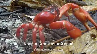 Красный земляной краб