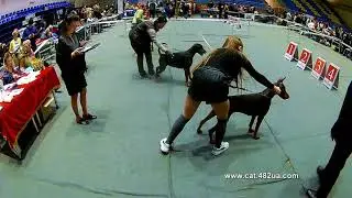 2 Выставка собак, FCI CACIB, , КСУ, Харьков, Локомотив, 26 01 2020