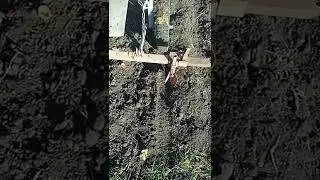 Будемо садити часник та цибулю