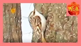 Какие птицы встречаются в нашем парке ранней весной🐦