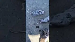 Raven eats 3 mice at once #shorts