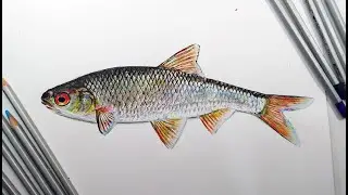 Как нарисовать рыбу. Плотва обыкновенная. How to draw a fish realistically. Realistic drawings