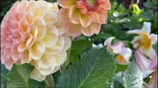 Георгины. Мои сеянцы 2020🌸