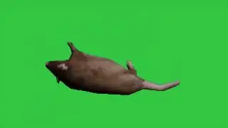 spinning rat green screen