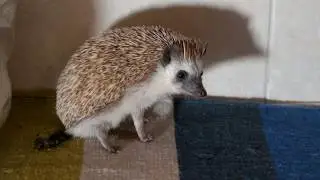 Hedgehog Poops on Our New Rug