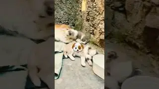 Filhotes de raça #husky