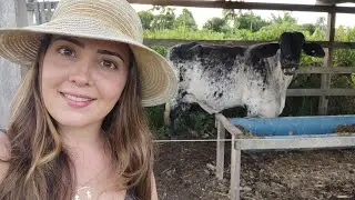 COMO AUMENTAR O LEITE DAS VACAS!