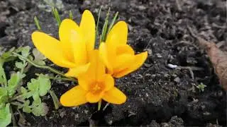 Что планирую делать на даче в первой половине весны.
