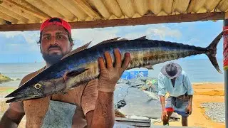 Amazing Seer Fish Cutting Skill By Expert Fish Cutter | Huge King Fish Slicing Skill