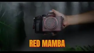Red Mamba (Alphagvrd)