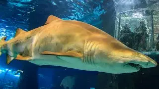 AQUARIUM DE BARCELONA