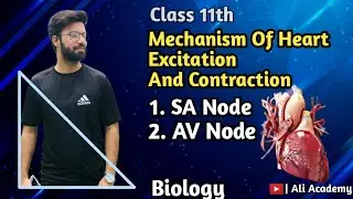 Mechanism Of Heart Excitation And Contraction | Sinoatrial Node | AV Node | Class 11 Biology