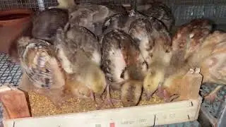 Finalmente sono arrivati 15 pulcini 🐥
