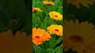 Зачем, на огороде сажать КАЛЕНДУЛУ ?