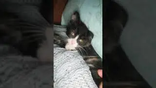 Котёнок.