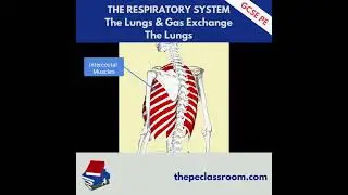 AQA GCSE PE The Lungs
