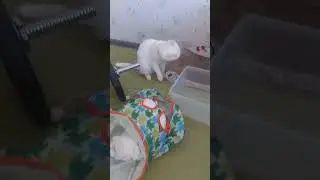 Обе две