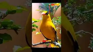 Burung kepodang dari jaman ke jaman 😁🤝🙏🙏🙏 #kepodangemasgacor #kicaumania #gogorsutrisnonnzz  #shorts