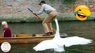 Try Not To Laugh Watching Funny Animals Compilation | Funny Wild And Farm Animals Videos 🐴🦍