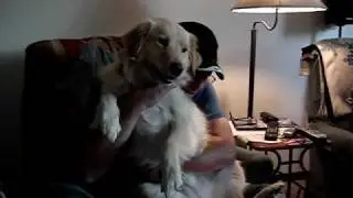 Laser pointer and my dog