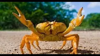 ITS TIME TO CRAB RAVE | Beat Saber