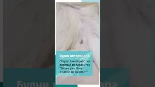 Блошиная инвазия у кошки