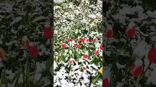 Цветы ❄❄❄