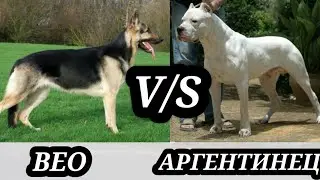 Аргентинский дог против восточной европейской овчарки.