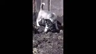 Хаски сходит с ума. смотреть до конца!