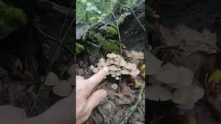 В лесу ,за грибами