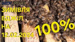 Зимівля бджіл на 12.02.2024 100% 