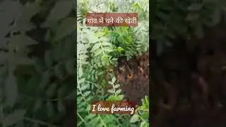 गांव में चने की खेती l I love farming 🧺