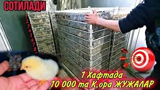 К,ОРА Жужалар Сотувда хар Хафтада 10 000 дона К,ора ЖУЖАЛАР