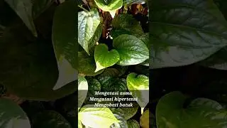 Did You Know : Piper sarmentosum - Daun Karuk #herbalmedicine #health #herbalplants
