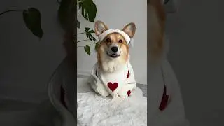 Happy Valentine’s Day #corgi