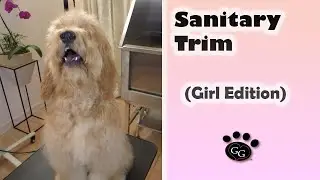Sanitary Trim (Female Dog Edition) - Gina's Grooming