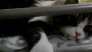 Спать умываться зевать и ВСЁ в одном видео (♡_♡)///Котик Морсик.