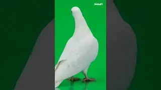 Pegion Green screen animation, 3D animation video 