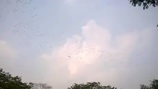 Birds in JU
