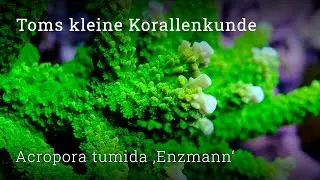 Toms kleine Korallenkunde: Acropora tumida 'Enzmann'