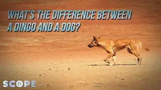 Are Dingoes Like Dogs? | SCOPE TV